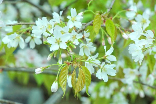 北野天満宮に咲く北野桜