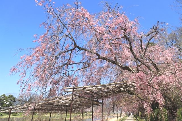 ต้นซากุระพันธุ์ย้อยที่สวนพฤกษศาสตร์เกียวโต