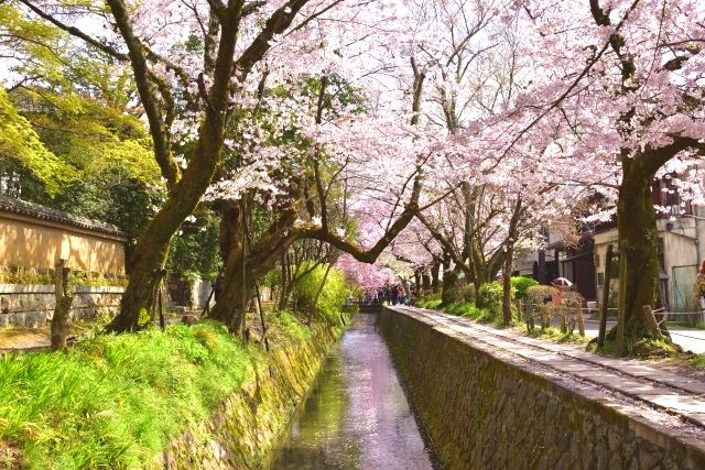 철학의 길 벚꽃 봄