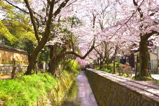 哲学の道　桜　春