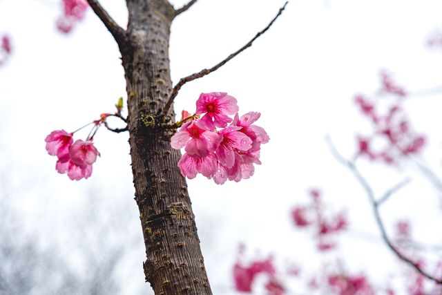 구마노 와카오지 신사에 피는 햇빛 벚꽃