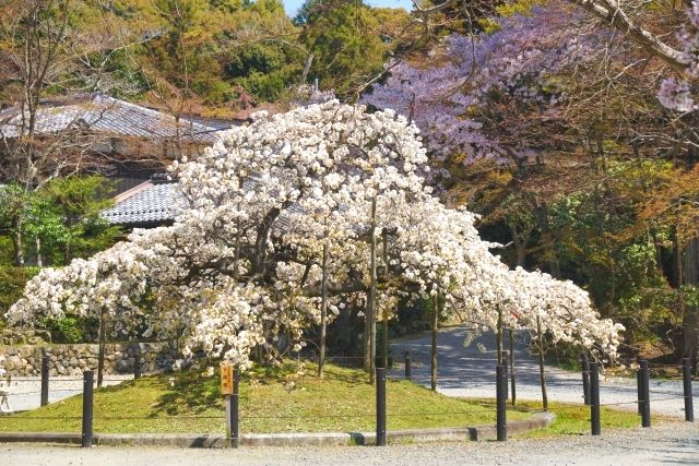 오하라노 신사의 치안 벚꽃