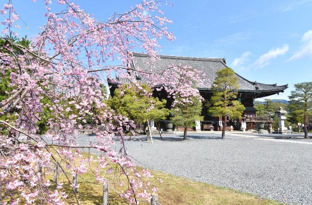 清凉寺と桜