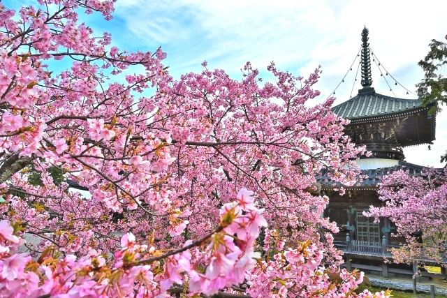 清凉寺の多宝塔と桜