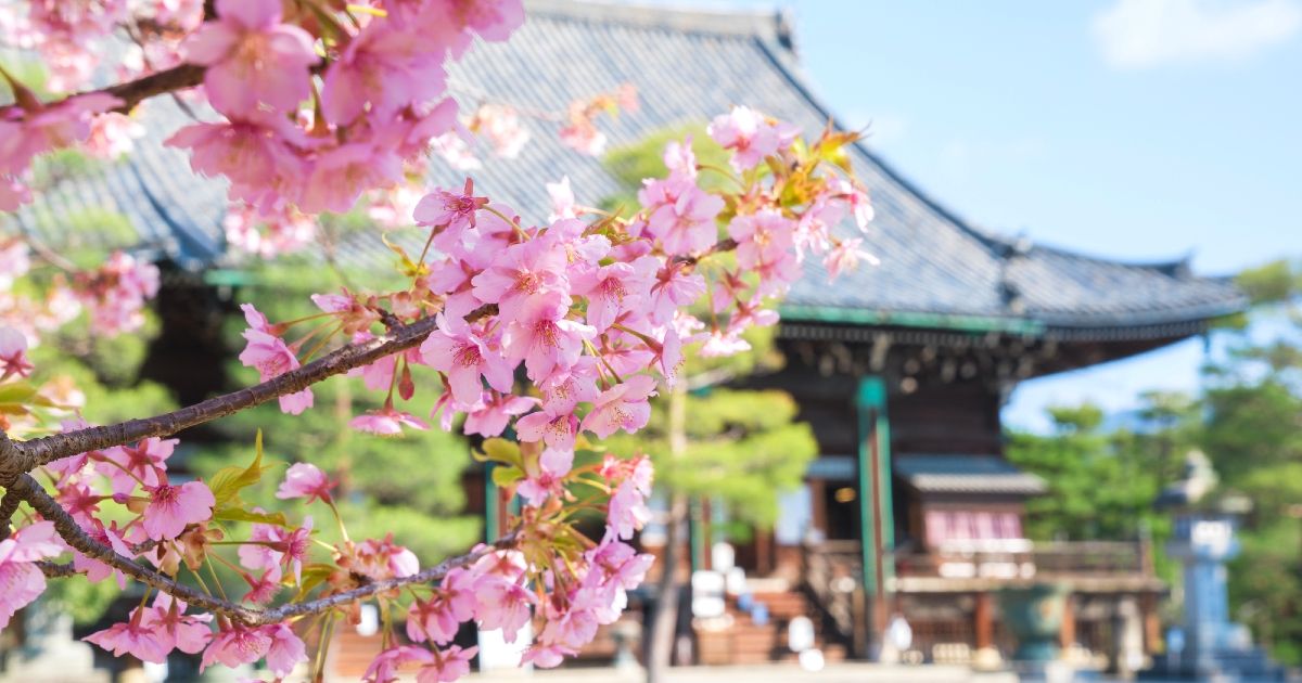 Images of Kyoto Cherry Blossom Viewing/Cherry Blossom Spots Ranking [2024]