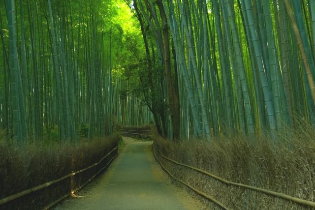 Bamboo grove narrow path