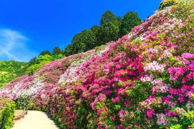 京都三室户寺的杜鹃花