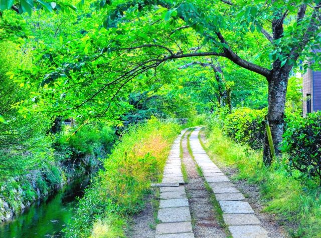 京都哲学之道新绿