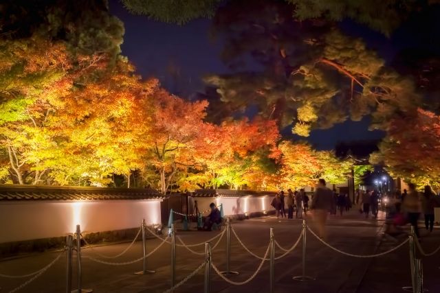 京都・ライトアップされた永観堂禅林寺の紅葉