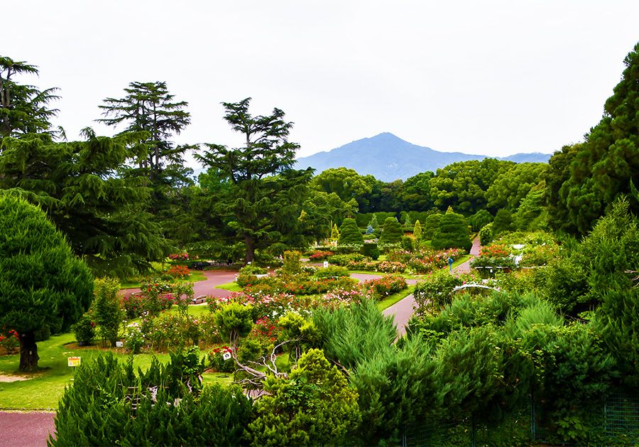 Kyoto Outings with Children Recommended Indoor Play Areas Hidden Spots Kyoto Botanical Garden Rose Garden Mount Hiei