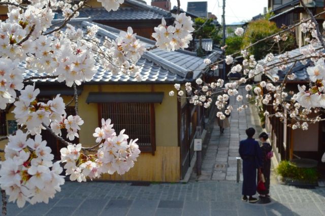 Cherry blossoms blooming at Ishibekoji and Nene-no-michi in Higashiyama, Kyoto