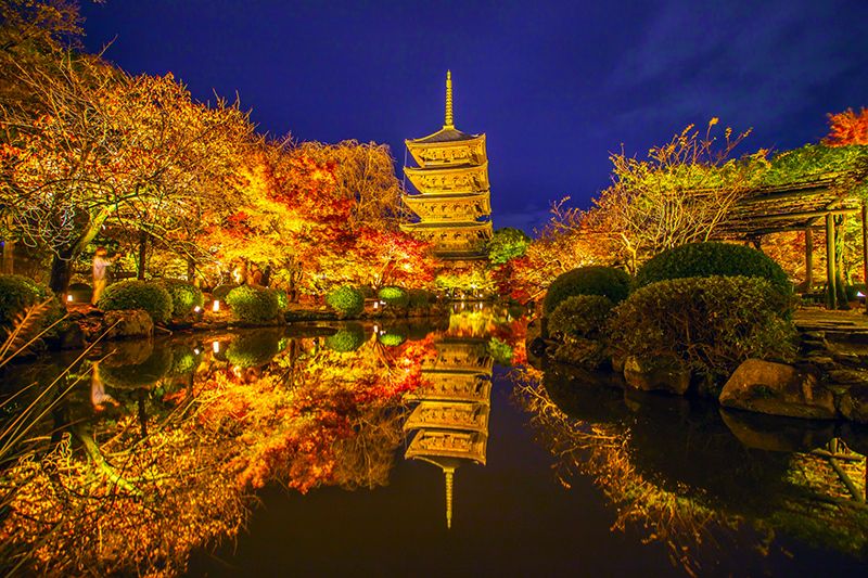 Kyoto Sightseeing Nighttime Illumination To-ji Temple Kyōgokokuji Autumn foliage illumination and special nighttime viewing of the Kondo and Auditorium World Cultural Heritage Headquarters of the Shingon sect 1200 years of history National Treasure Five-storied pagoda Japan's tallest wooden structure Autumn only Autumn foliage illumination and special nighttime viewing Visit: A collaboration between about 200 autumn leaves and a five-storied pagoda.Hyotan Pond: Beautiful autumn leaves reflected on the water surface of the gourd pond.
