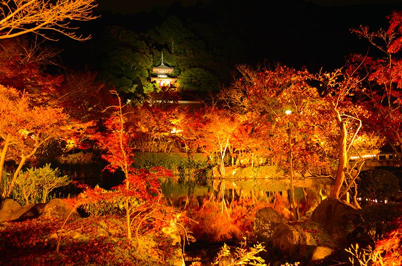 Kyoto Sightseeing Nighttime viewing Illumination Special nighttime viewing Eikando Zenrinji Tahoto Pagoda surrounded by autumn leaves Chisen stroll garden Fantastic atmosphere A temple founded by Shinsho, a disciple of Kukai Eikando with maple leaves in autumn Famous spot for autumn leaves Approximately 3,000 trees Autumn leaves Limited time Fantastic atmosphere