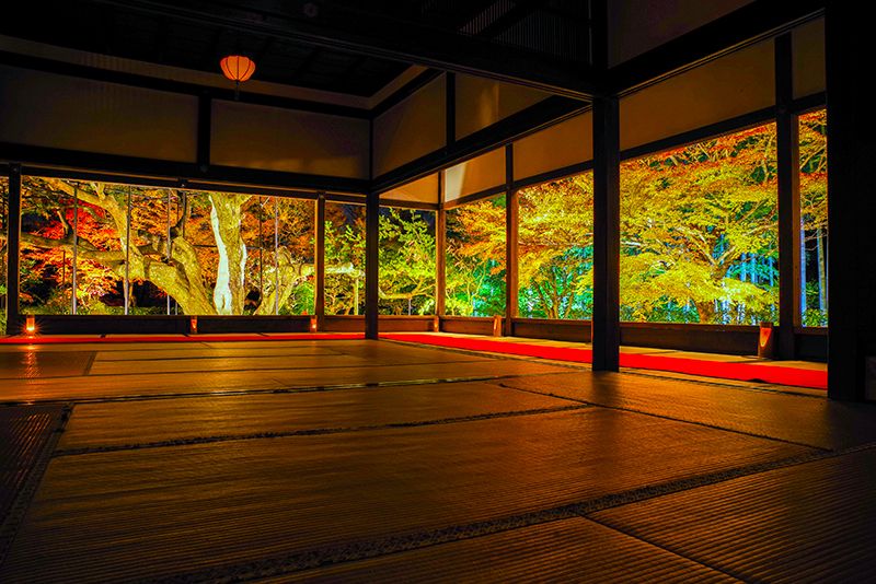 Kyoto Sightseeing Night Visit Light Up Ohara Hosen-in Autumn Night Lights Special Night View Tendai Temple Bankanen Picture Frame Garden A garden that looks like a picture hung in a frame Beautiful autumn leaves and bamboo grove peeking between the pillars