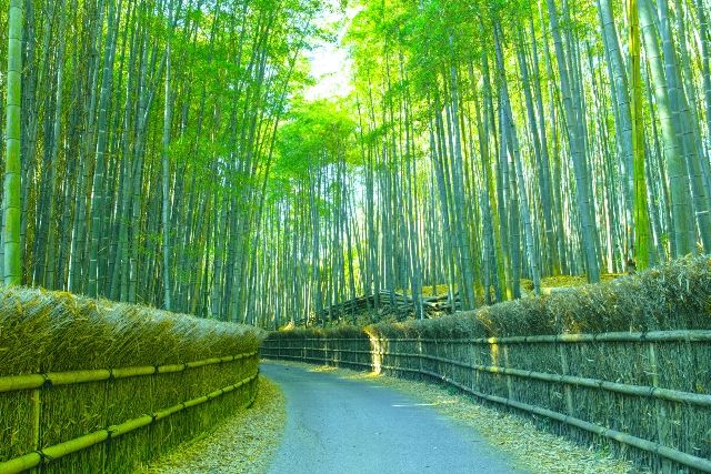 เส้นทางป่าไผ่ในเกียวโต
