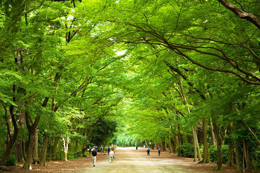 ศาลเจ้าและวัดยอดนิยมในเกียวโต ศาลเจ้า Shimogamo ศาลเจ้า Kamomioya ศาลเจ้าที่เก่าแก่ที่สุดในเกียวโต เทพเจ้าแห่งการแต่งงาน Tadasu no Mori ป่า Tadasu no Mori ตั้งแต่สมัยโบราณ ธรรมชาติอันยิ่งใหญ่ ขนาดประมาณสามเท่าของโตเกียวโดม