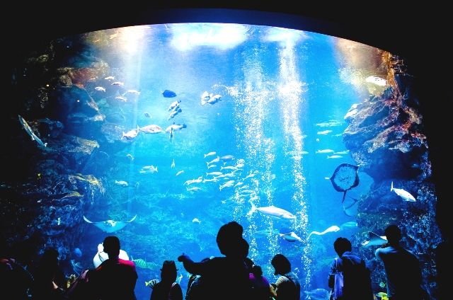 京都観光 若者向けスポット 京都水族館