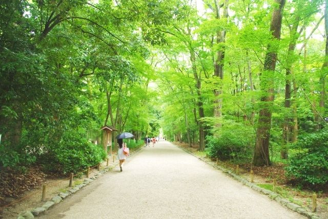 夏の京都におすすめスポット　糺の森