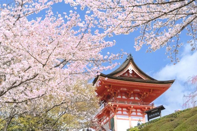 清水寺和櫻花