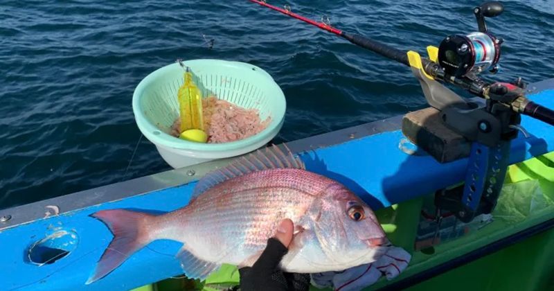 マダイ（真鯛）船釣りの仕掛けと時期は？初心者向けツアーを徹底紹介！の画像