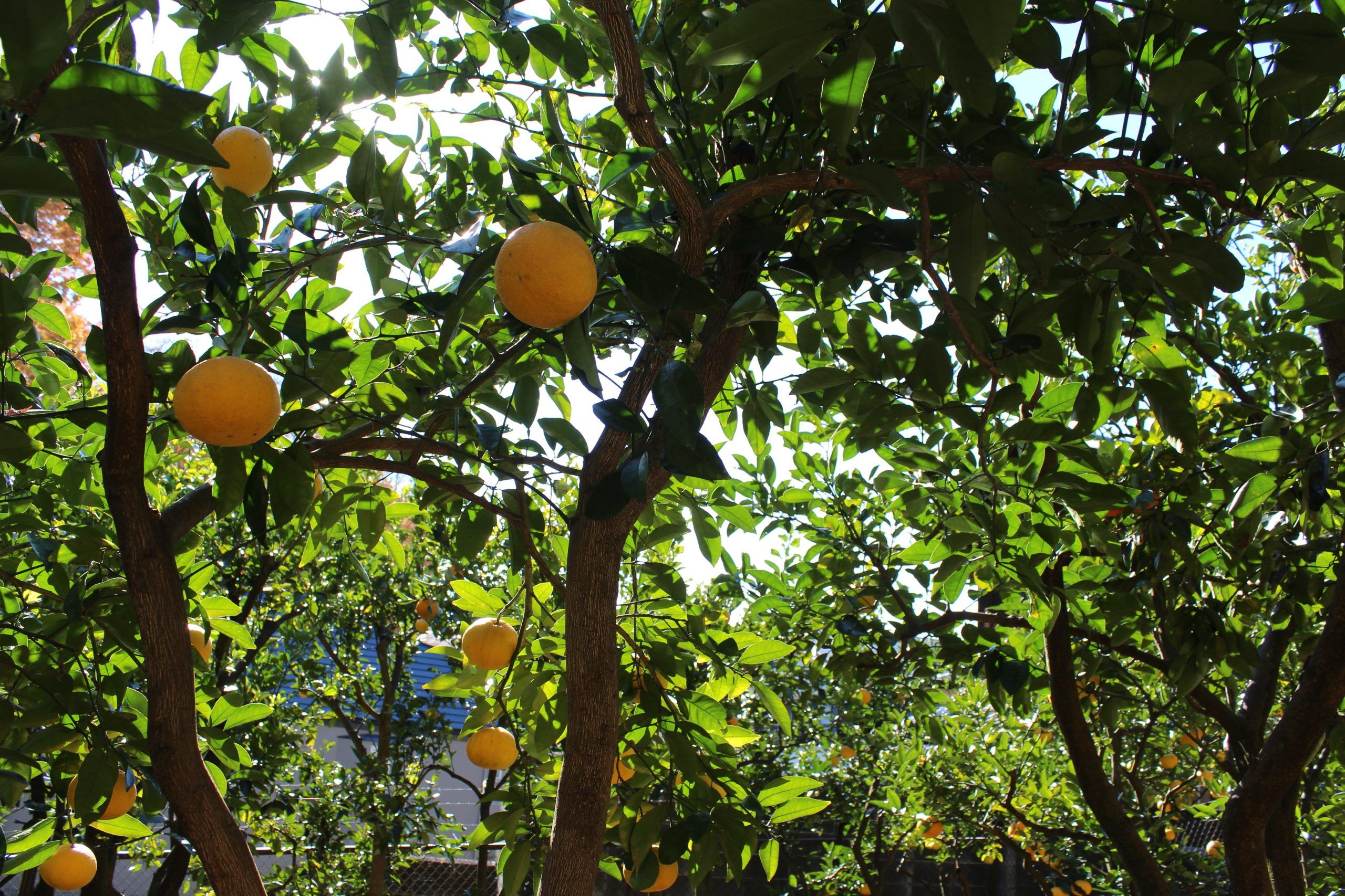 Mandarin orange picking season / Tokyo