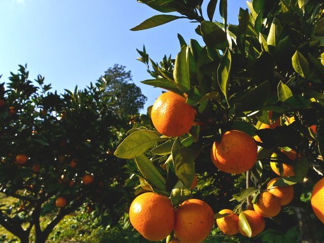 Mandarin orange picking season / Saitama