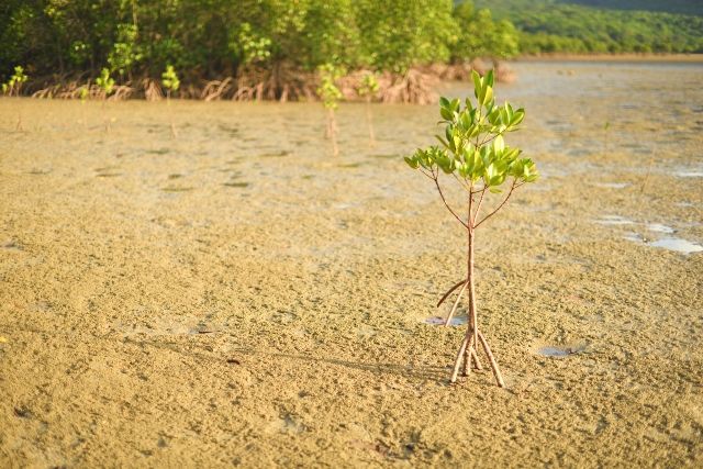 沖縄　マングローブ　苗木　イメージ