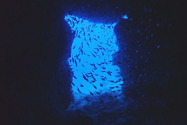 沖繩潛水勝地 Manza Dream Hole Pikachu