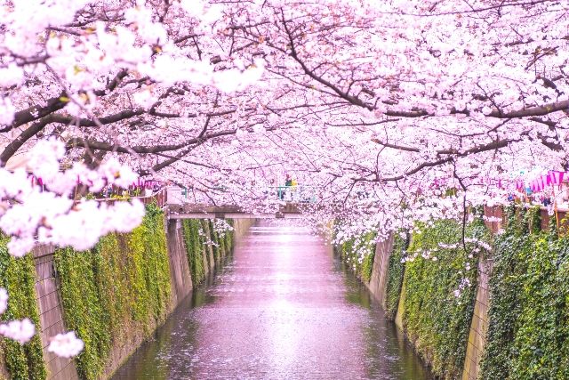 Meguro River cherry blossom viewing