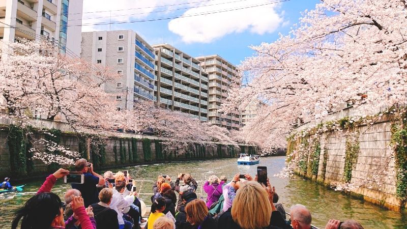 "TokyoWaterWays" Meguro River Cherry Blossom Viewing Cruise