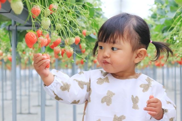 딸기 사냥 체험을 즐기는 아이