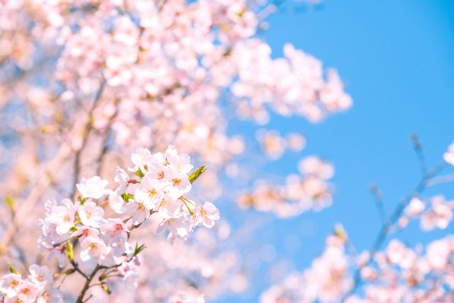 Blue sky, cherry blossoms, sunny weather