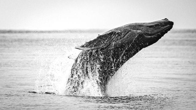 沖縄「オスカミントル」　ホエールウォッチングツアー