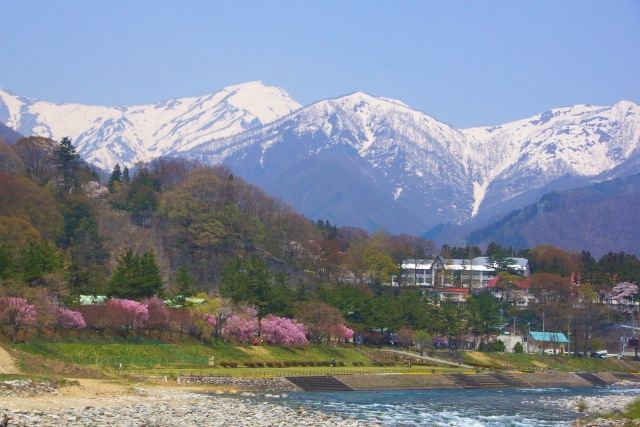 Mt. Tanigawa and cherry blossoms in the snow