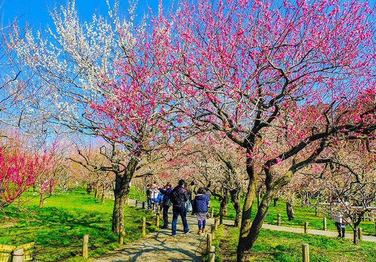水戸の梅まつり　開催場所　会場　偕楽園　日本三名園　梅林　満開の梅　赤　紅　白　約100品種3,000本の梅