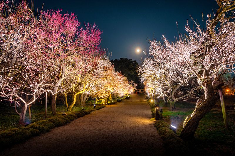 水戸の梅まつり　偕楽園　イベント　行事　夜・梅・祭2024第二夜　梅のライトアップ　月夜　昼間とは大きく異なる夜の幻想的な風景