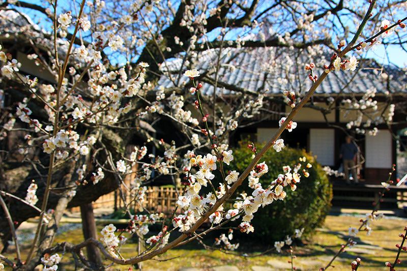 Mito Plum Festival Location Venue Kodokan Shizendo Important Cultural Property Japanese Heritage Tokugawa Nariaki Tokugawa Yoshinobu Domain School White plums 800 plums of 60 varieties
