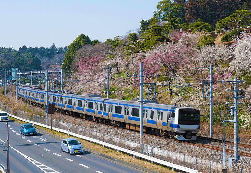 Mito Plum Festival History Meiji period Opening of the Joban Line Plum viewing train The Joban Line runs along Kairakuen, where plum blossoms are still in full bloom Today, the Three Great Gardens of Japan