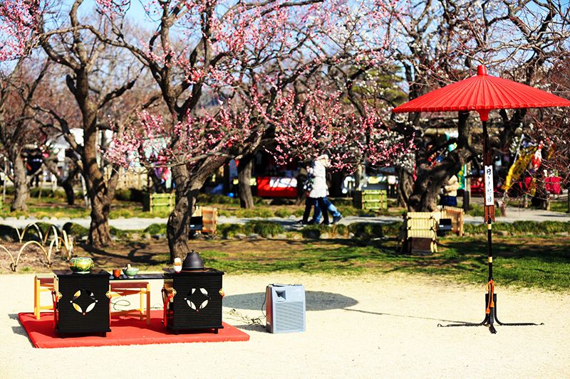 미토의 매화 축제 가이라쿠엔 이벤트 행사 본격적인 다과회 옥외 일본 3명원 만개의 매화