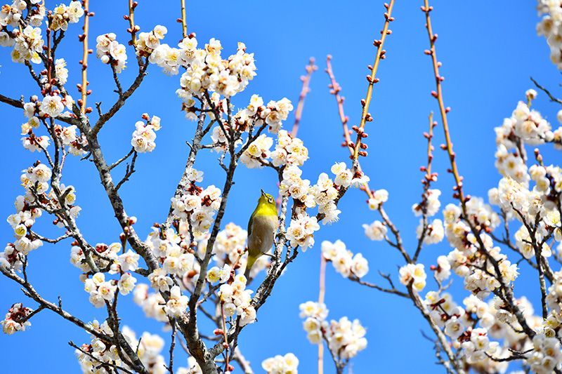 Mito Plum Festival Ibaraki Prefectural Youth Hall Event Event 78th Mito Plum Festival Haiku Competition Plum blossoms and white-eye in full bloom