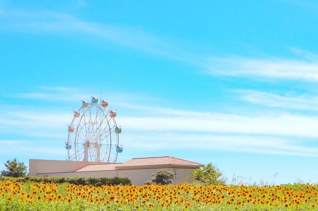 神奈川県の三浦半島にある「長井海の手公園ソレイユの丘」観覧車と花畑
