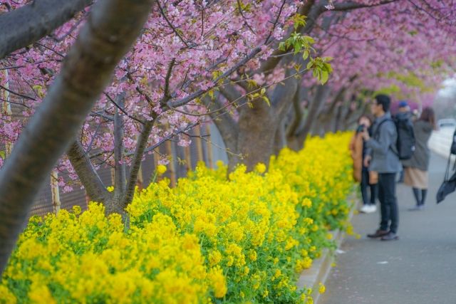 가나가와현 미우라 해안의 가와즈 벚꽃과 유채꽃