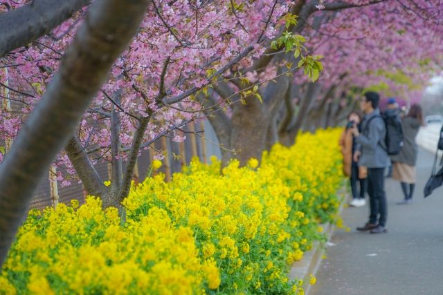 神奈川縣三浦海岸的河津櫻花和油菜花