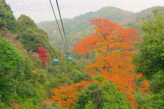 從廣島/宮島纜車看到的彌山秋天天的樹葉