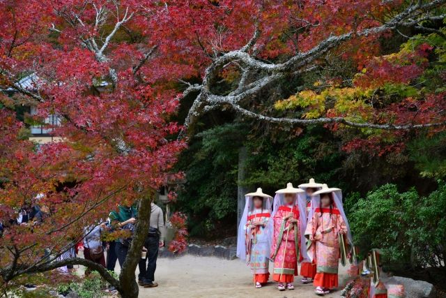 히로시마 미야지마의 단풍 골짜기 공원을 산책하는 항아리 옷을 입은 여성들