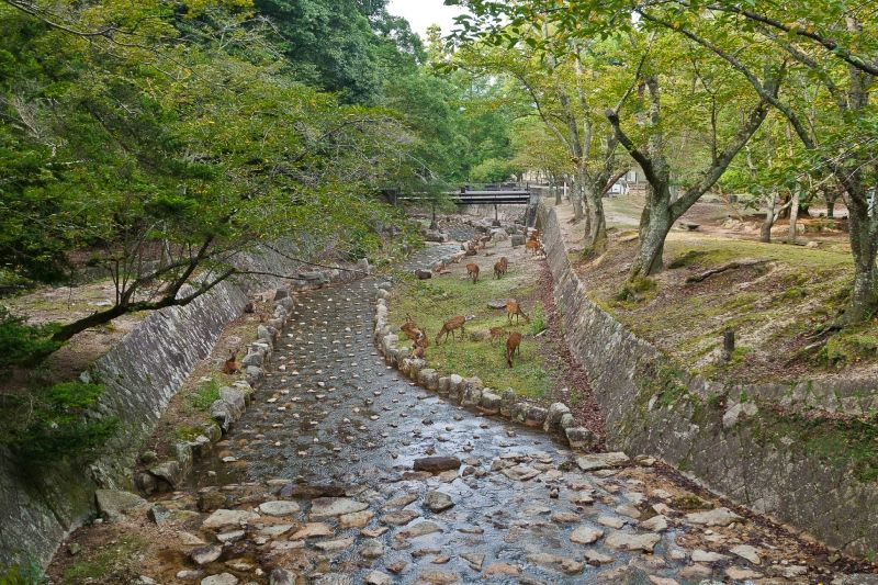 กวางในสวนโอโมโตะในฮิโรชิม่า/มิยาจิมะ