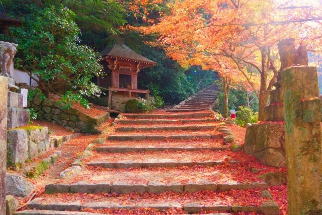 ใบไม้เปลี่ยนสีในฮิโรชิม่าและมิยาจิมะ
