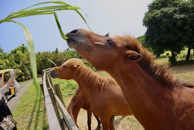 沖縄宮古島・宮古馬の餌やり