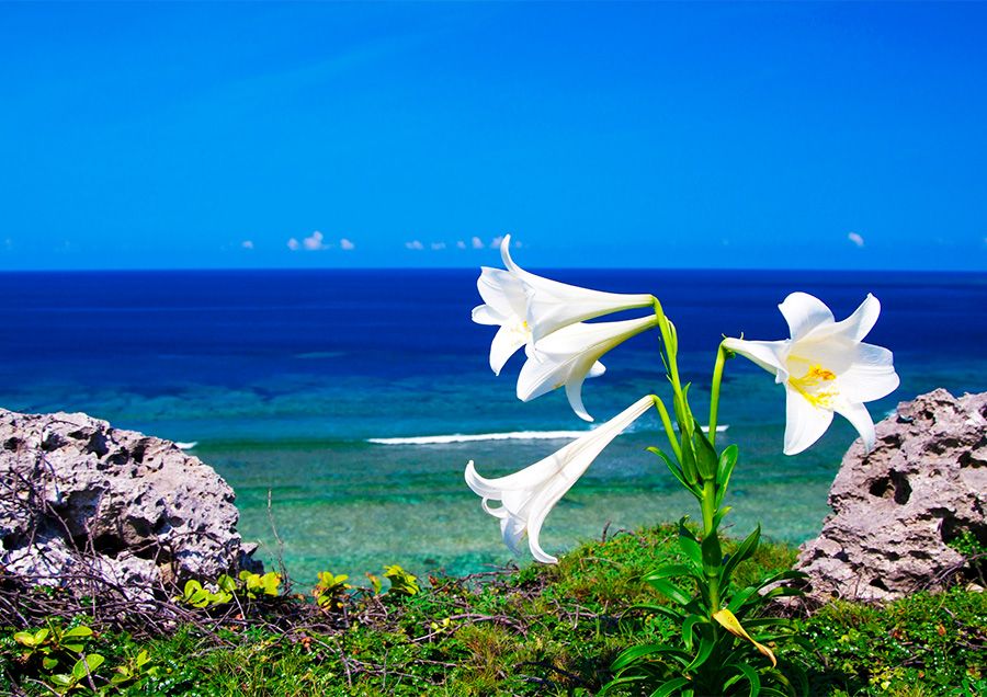 Miyakojima sightseeing recommended spots and secret spots guide Higashi-Hennazaki Japan's top 100 urban parks Prefectural natural monument Trumpet lily Seasonal flowers