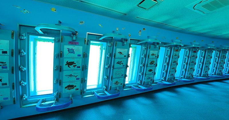 宮古島の水族館│海中公園とKAIKENのチイサナ水族館を徹底紹介！